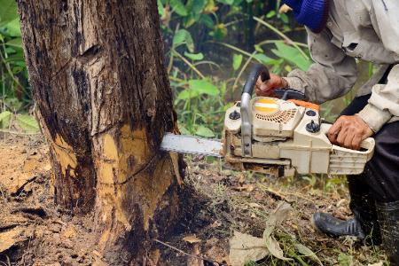 Tree Clearing & Grading